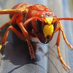 Woke Scientist Changes Name of "Asian Giant Hornet" to Help Make China Feel Better