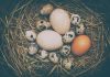 Various eggs in a nest on straw bedding