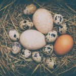 Various eggs in a nest on straw bedding