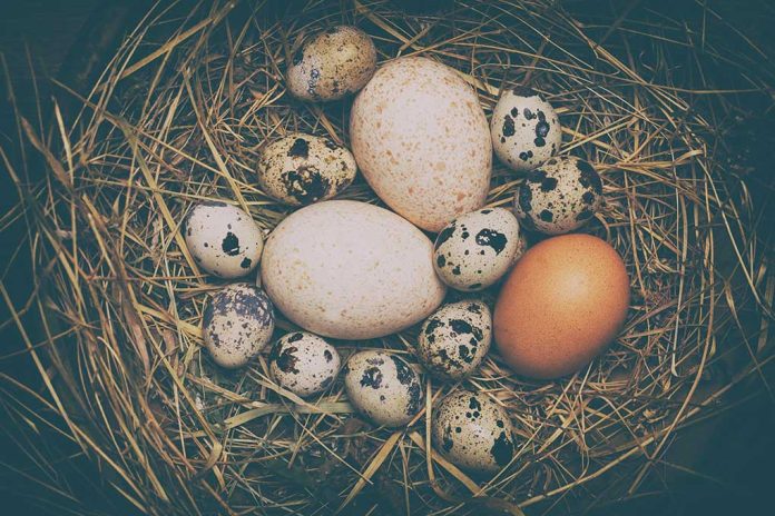 Various eggs in a nest on straw bedding