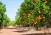 Rows of orange trees laden with ripe oranges under a clear blue sky