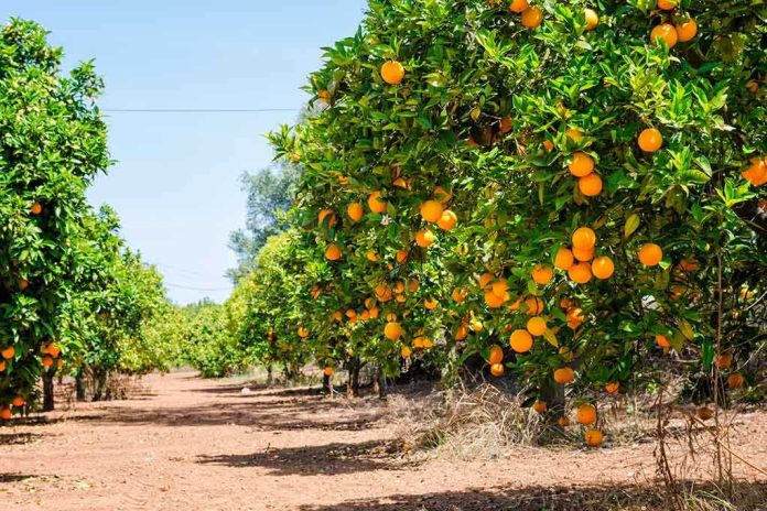 shutterstock_170129792.jpg Rows of orange trees laden with ripe oranges under a clear blue sky