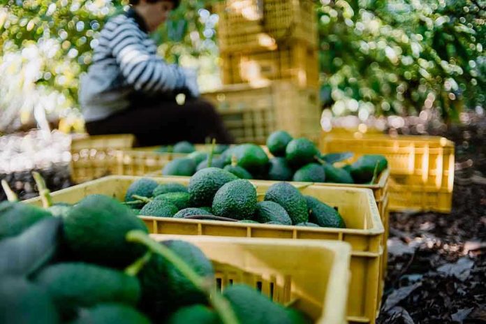 1623207445 Crates of avocados with person in background