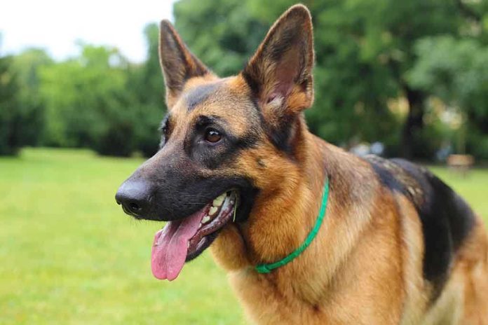 shutterstock_203453326.jpg Close-up of a German Shepherd dog with a happy expression in a grassy area