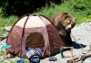 A grizzly bear approaching a camping tent in a natural setting