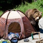 A grizzly bear approaching a camping tent in a natural setting