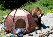 A grizzly bear approaching a camping tent in a natural setting