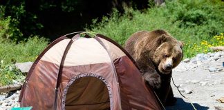 A grizzly bear approaching a camping tent in a natural setting