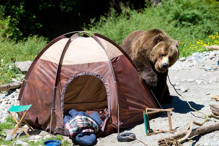 A grizzly bear approaching a camping tent in a natural setting