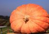 SHOCKING Pumpkin Study—Major Retailers Named A large orange pumpkin displayed in a field