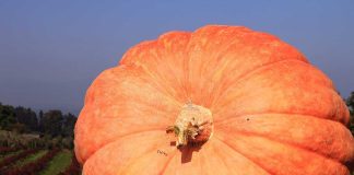 A large orange pumpkin displayed in a field