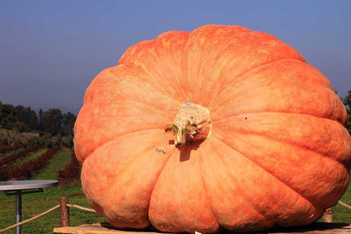 A large orange pumpkin displayed in a field