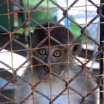St. Louis Monkey Mystery Deepens With AI Hoaxes A monkey looking through the bars of a cage with a sad expression