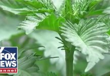 'Not your parents' pot': Activist warns today's weed a