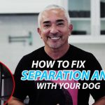 Dogs’ Separation Anxiety: The Missing Step Explaining How To Fix Separation Anxiety With Your Dog
