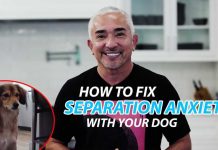 Explaining How To Fix Separation Anxiety With Your Dog