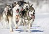 A team of huskies running energetically through the snow