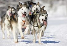 A team of huskies running energetically through the snow