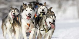 A team of huskies running energetically through the snow