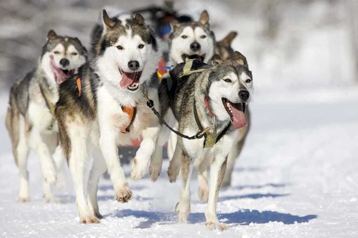 A team of huskies running energetically through the snow