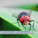 Three additional New World Screwworm cases reported in Texas