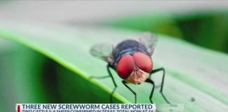 Three additional New World Screwworm cases reported in Texas