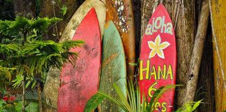 Colorful surfboards leaning against a tree in a tropical setting