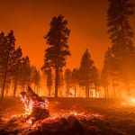 Convicted Killer Tied To Massive Spokane Fire Wildfire burning through a pine forest at night