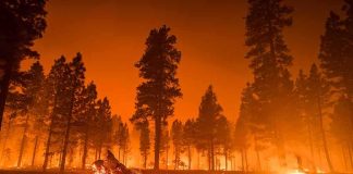 Convicted Killer Tied To Massive Spokane Fire Wildfire burning through a pine forest at night