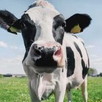 Cattle-Killing Parasite Slips Back In Holstein cow close-up in a grassy field