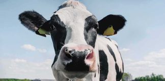 Holstein cow close-up in a grassy field