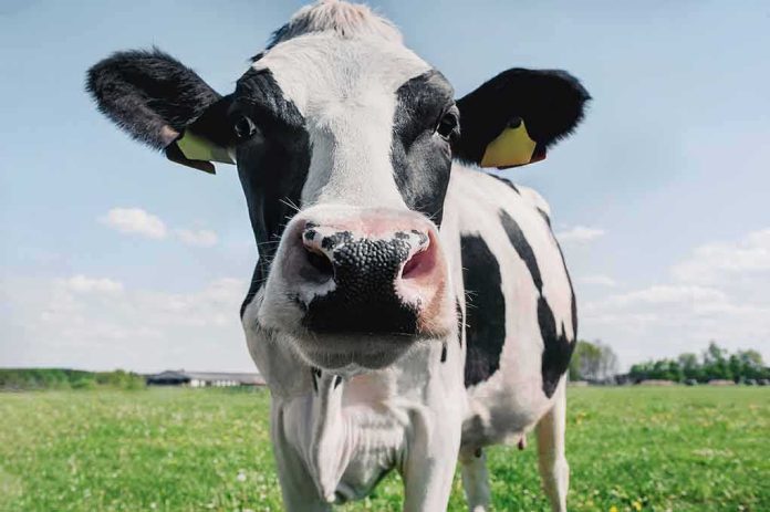 Holstein cow close-up in a grassy field